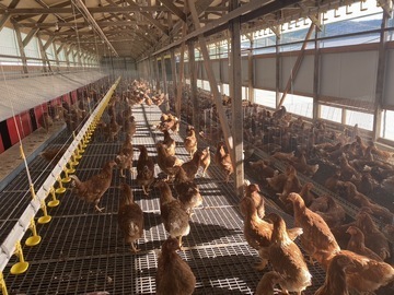 田辺養鶏場。tanabe egg farm-7