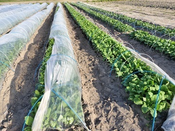 砂丘ファーム-1