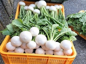 砂丘ファーム-2