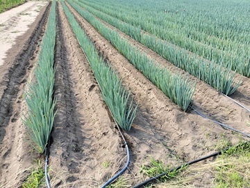 砂丘ファーム-4