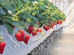 農事組合法人ハイフラワー-top