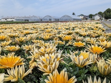 農事組合法人ハイフラワー-7