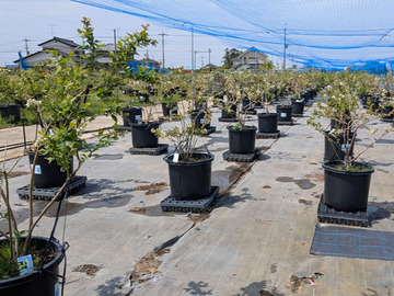 農事組合法人ハイフラワー-3