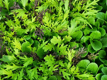 ぽっぽや農園-6