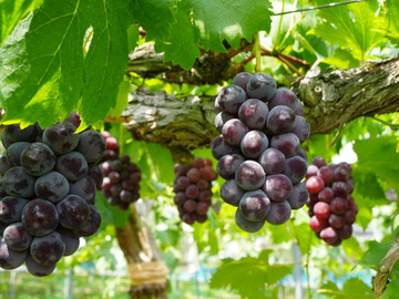 ぽっぽや農園-3