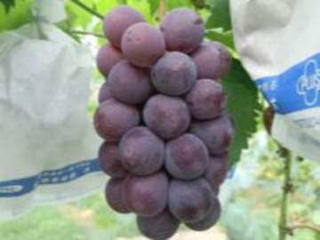 ぽっぽや農園-4