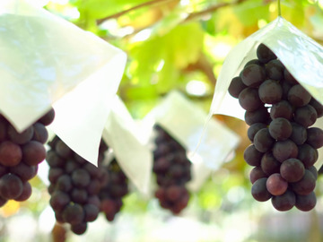 ぽっぽや農園-5