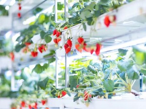 東京都・千葉県・茨城県×ブリーダー(育種)/法人【42472】-top