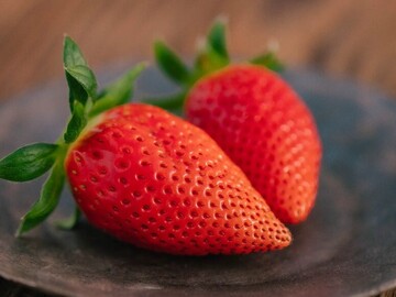 東京都・千葉県・茨城県×ブリーダー(育種)/法人【42472】-1