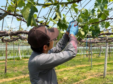 株式会社フジモリ果樹園-3