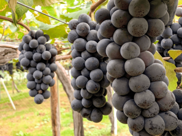 株式会社フジモリ果樹園-4