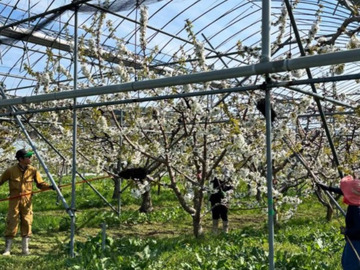 株式会社フジモリ果樹園-5