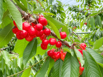 株式会社フジモリ果樹園-7