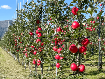 株式会社フジモリ果樹園-8