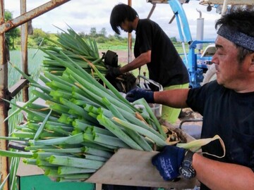 佐々木農園(函館市)-2