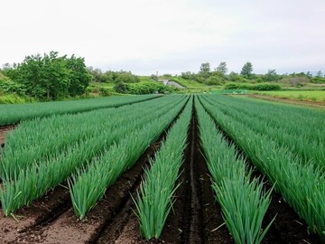佐々木農園(函館市)-6