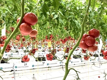 ライク・ズワーン・ブリーディング・ジャパン株式会社-3