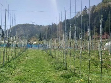山形県・福島県×果樹/法人【39970】-4