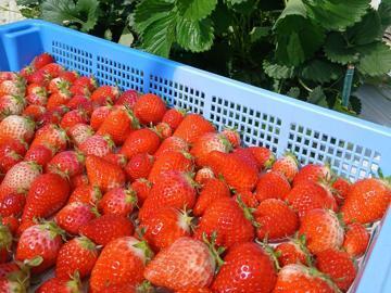 株式会社ベリーろーど-top