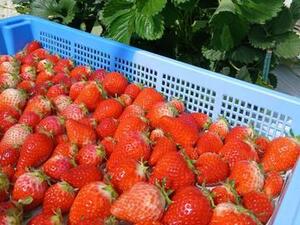 株式会社ベリーろーど-top