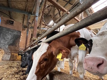 有限会社小菅牧場-1