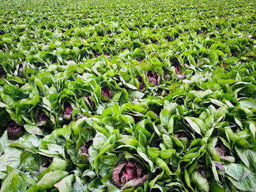 株式会社山田ファーム-1