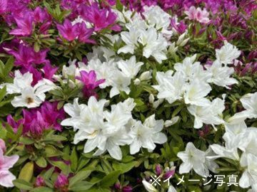 八巻園株式会社-1