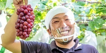 2.5haの農地で50品種のぶどうを生産する観光農園で、通年管理をお任せする正社員と収穫シーズンに支えていただく短期バイトを募集中！実績ありの独立希望者も歓迎☆