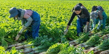 知覧の大地で多品目野菜の生産管理・農機オペレーター募集！オリジナルブランド『よかにせ大根』などを生産しています【資格取得支援可】