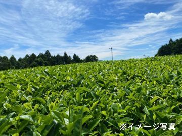 静岡県島田市×お茶/法人【43522】-1