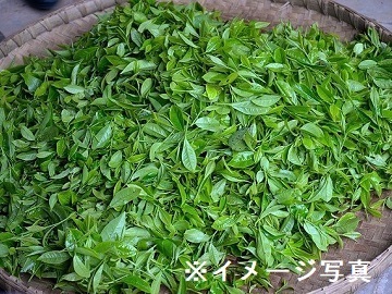 静岡県島田市×お茶/法人【43522】-2