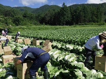 木曽町(令和8年度農業インターンシップ)-1