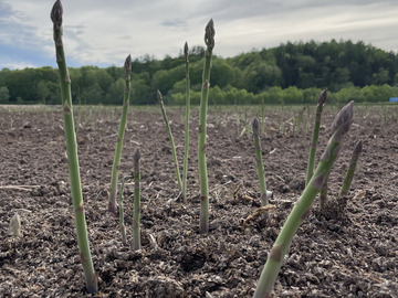 有限会社ファームトゥモロ-6