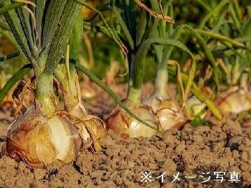 埼玉県上里町×野菜/個人【43532】-top
