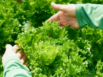 株式会社タラッサ農園-5