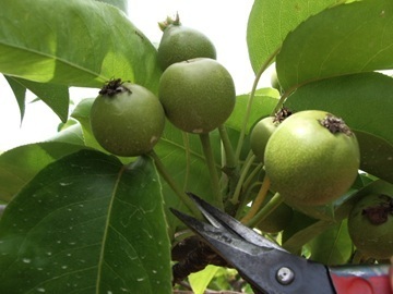 農事組合法人世羅幸水農園-top