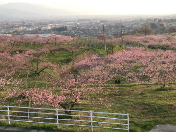 宿沢フルーツ農園-2