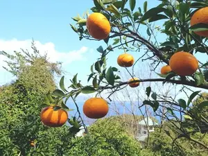 西島農園(熱海市)-top