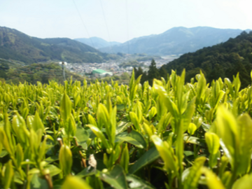 農事組合法人東邦農園-3