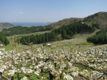 兵庫県香美町香住町　新規就農希望者募集(香住なしの学校)-4