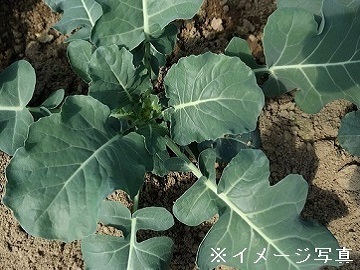 株式会社フジファーム-5