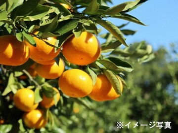 株式会社丸八一太郎青果-2