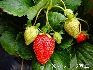 生駒いちご園-1