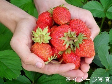 生駒いちご園-2