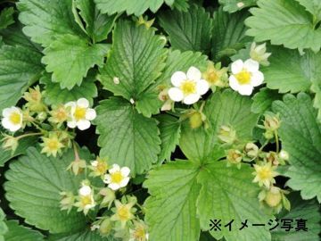 生駒いちご園-5