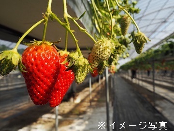生駒いちご園-6