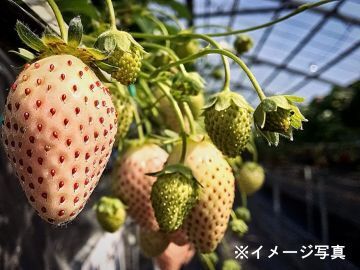 生駒いちご園-8