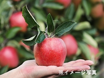 葛西農園【りんご生産】-2
