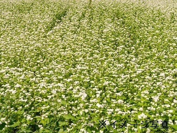 茨城県阿見町×露地野菜・畑作/法人【43581】-top
