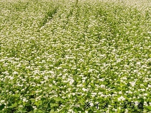 茨城県阿見町×露地野菜・畑作/法人【43581】-top